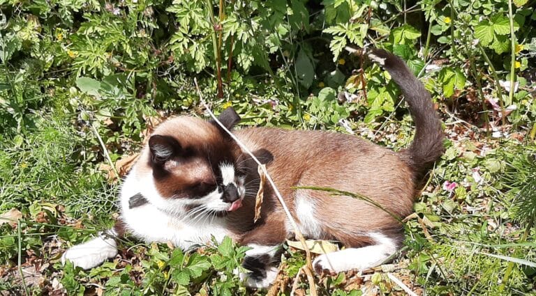 Onze kat, Winston