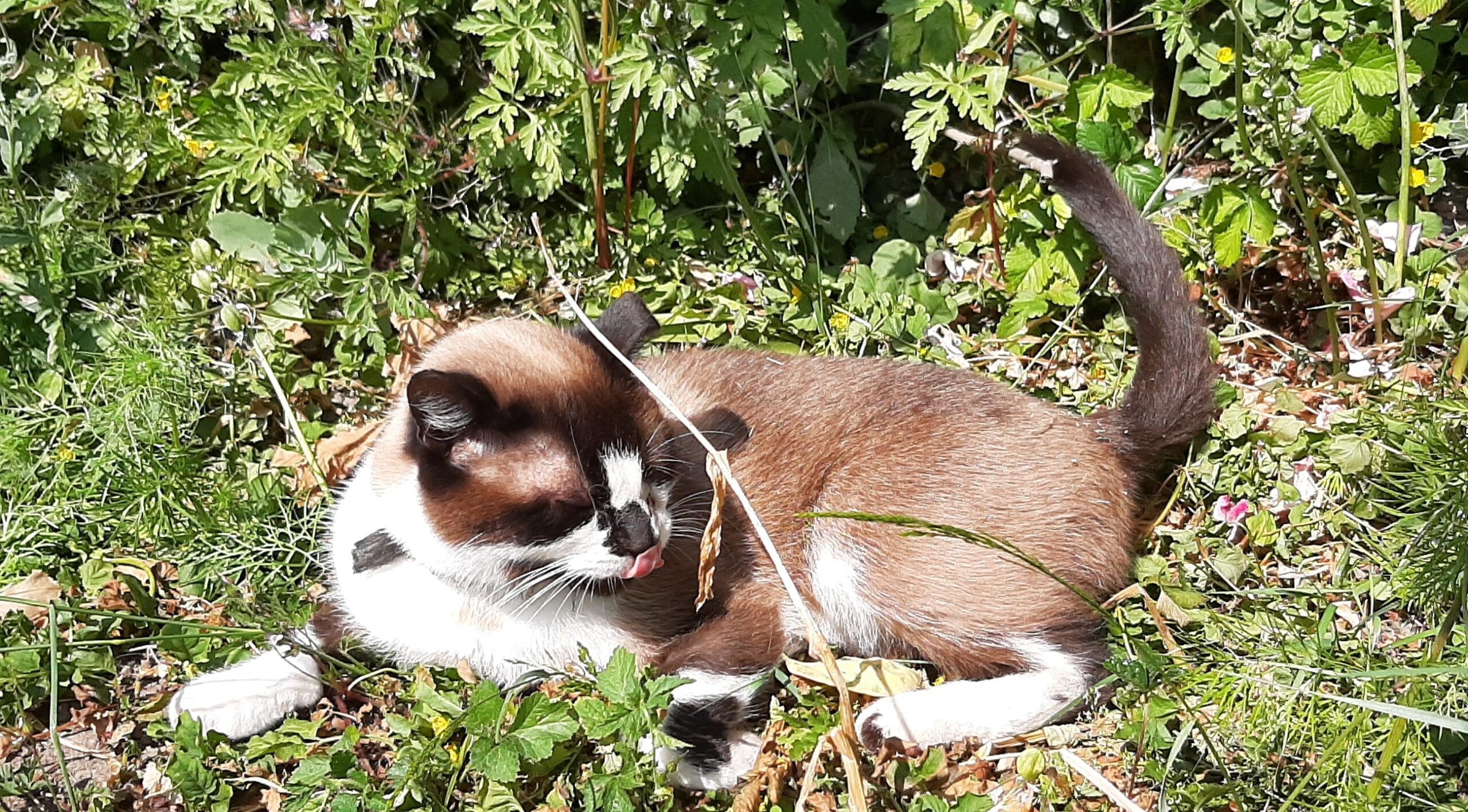 Onze kat, Winston