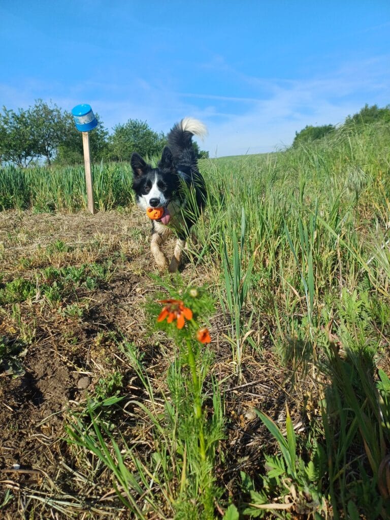 vakantie met je hond in de natuur