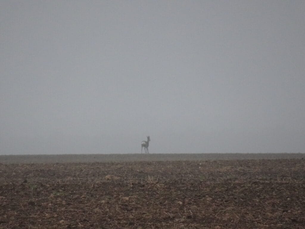 DSC03015 1