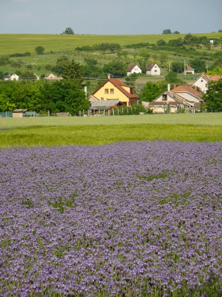 La lavande?
