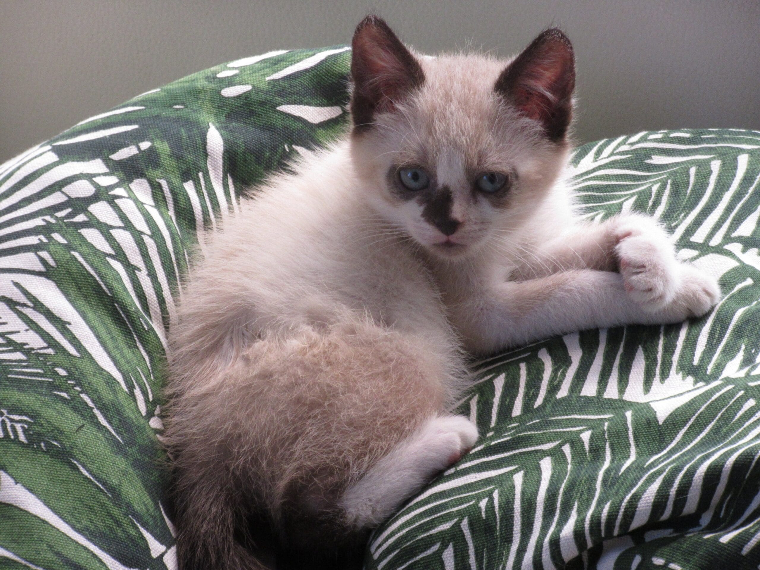 Kitten Winston, toen hij in ons huis kwam.