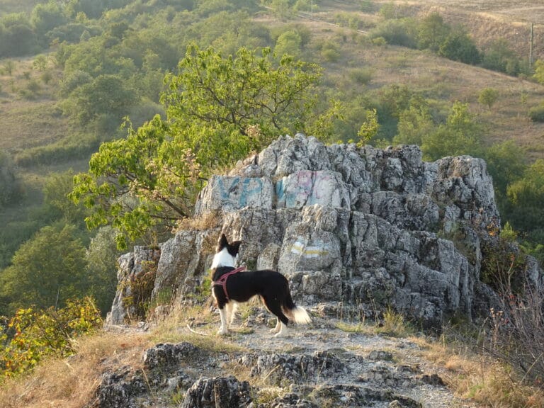 Onze hond op heuveltop