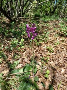 Wilde bloemen in het bos