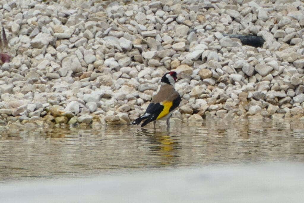 P1050329