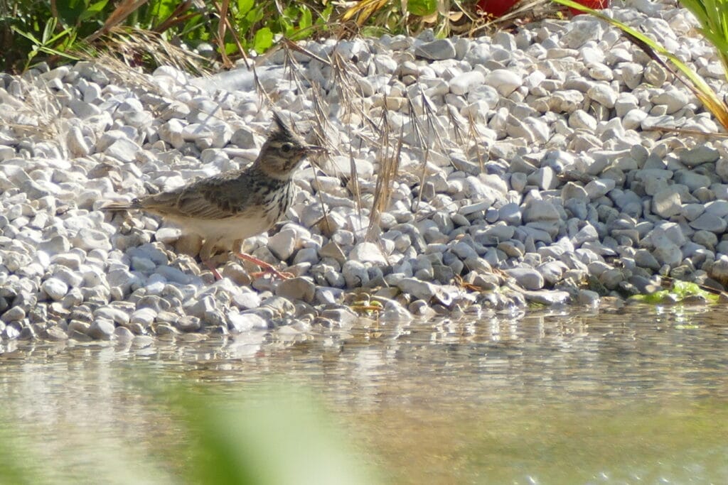 P1050446