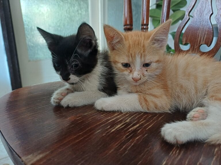 Tigger & Tux