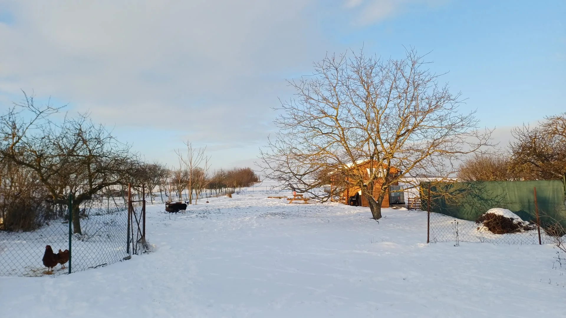 landschap