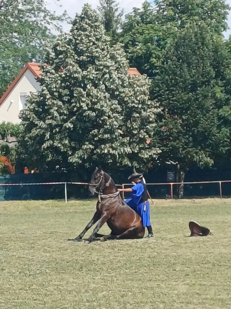 Paarden van de Puszta