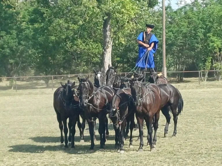 Paarden van de Puszta
